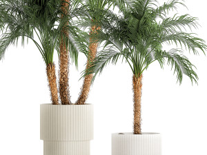 Small palm tree in a white pot Date Robelena thickets Modelo 3D