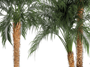 Small palm tree in a white pot Date Robelena thickets Modelo 3D