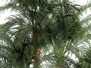 Small palm tree in a white pot Date Robelena thickets Modelo 3D