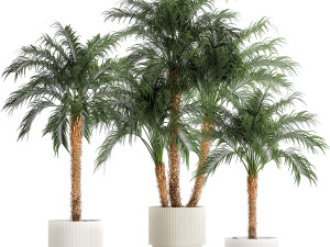 Small palm tree in a white pot Date Robelena thickets Modelo 3D