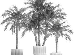 Small palm tree in a white pot Date Robelena thickets Modelo 3D