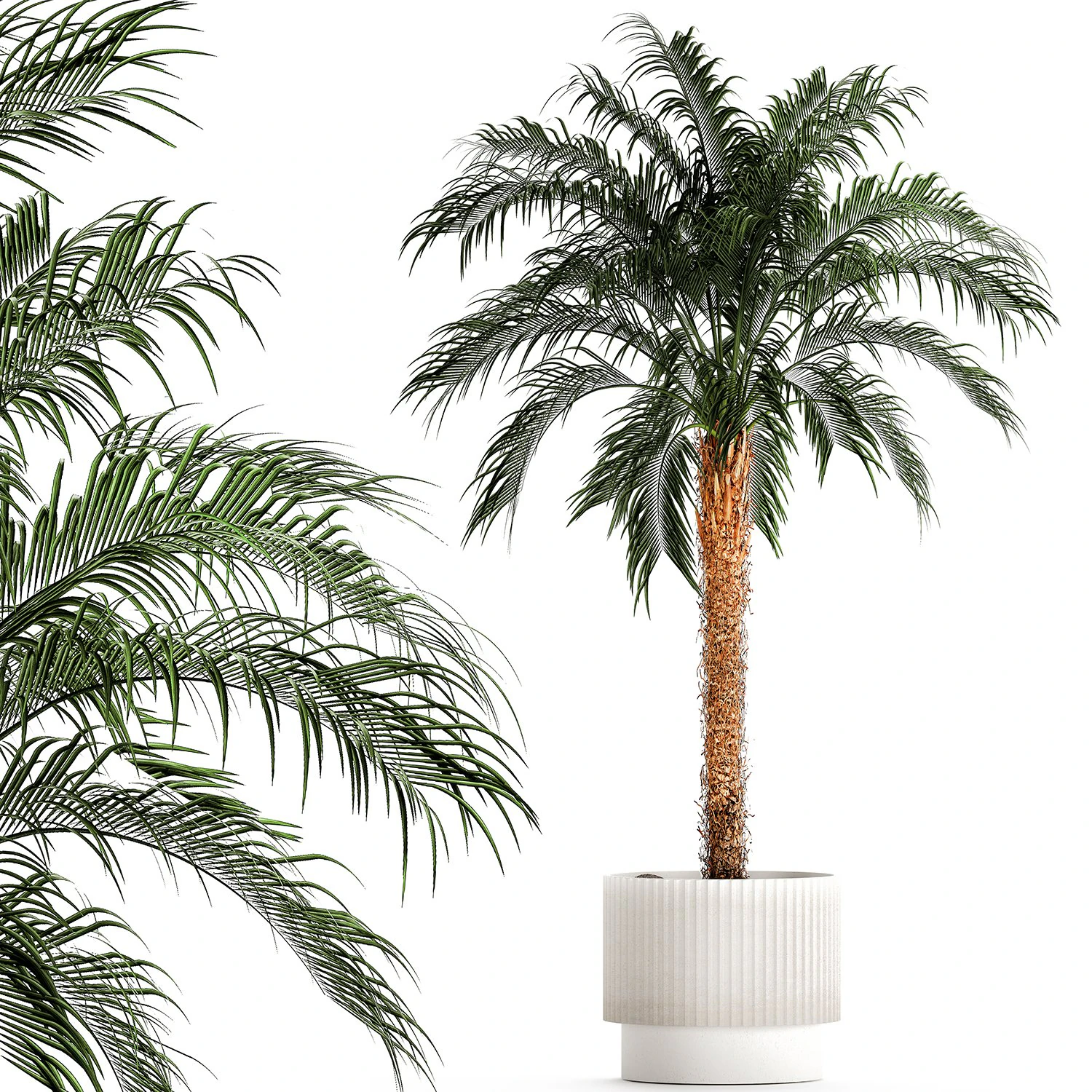 Small lush palm tree in a white pot Date Robelena 1439 3D Model .c4d .max .obj .3ds .fbx .stl .blend 