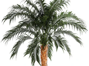 Small lush palm tree in a white pot Date Robelena 1439 3D Model