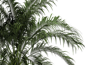 Small lush palm tree in a white pot Date Robelena 1439 3D 模型