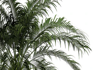 Small lush palm tree in a white pot Date Robelena 1439 3D Model