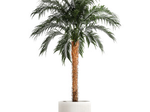 Small lush palm tree in a white pot Date Robelena 1439 3D 模型