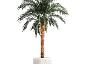 Small lush palm tree in a white pot Date Robelena 1439 3D Model
