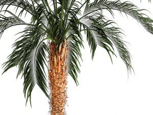 Small lush palm tree in a white pot Date Robelena 1439 3D Model