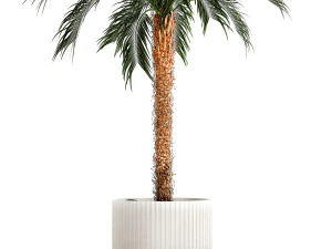 Small lush palm tree in a white pot Date Robelena 1439 3D Model