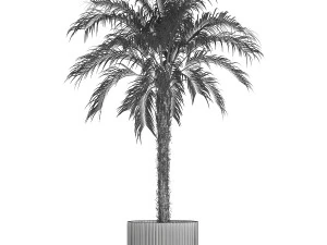 Small lush palm tree in a white pot Date Robelena 1439 3D Model