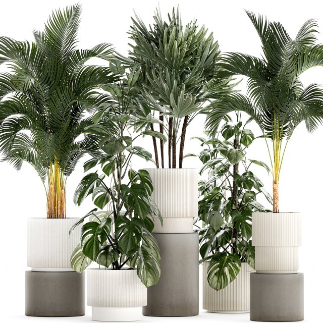 Plants modern potted monstera Raphis palm 1440 3D 모델 .c4d .max .obj .3ds .fbx .stl .blend 