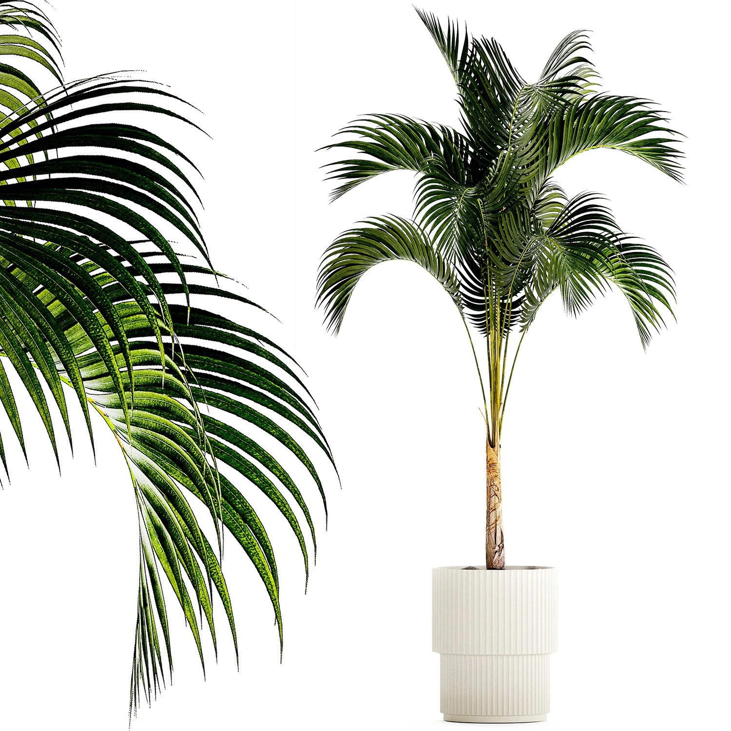 Small Lush Palm Tree In A White Modern Pot Howea 1441 3D Model .c4d .max .obj .3ds .fbx .stl .blend 