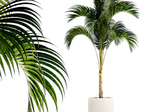 Palmeira pequena e exuberante em um vaso branco moderno Howea 1441 Modelo 3D