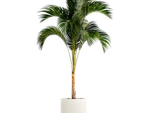 Small Lush Palm Tree In A White Modern Pot Howea 1441 3D 모델