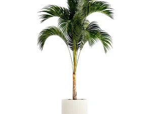 Small Lush Palm Tree In A White Modern Pot Howea 1441 3D Model