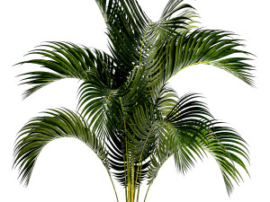 Small Lush Palm Tree In A White Modern Pot Howea 1441 3D 모델