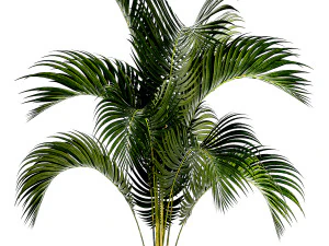 Small Lush Palm Tree In A White Modern Pot Howea 1441 3D Model