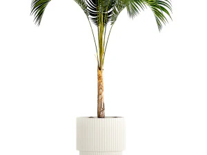 Small Lush Palm Tree In A White Modern Pot Howea 1441 3D Model