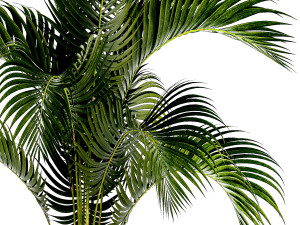 Small Lush Palm Tree In A White Modern Pot Howea 1441 3D 모델
