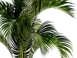Small Lush Palm Tree In A White Modern Pot Howea 1441 3D Model