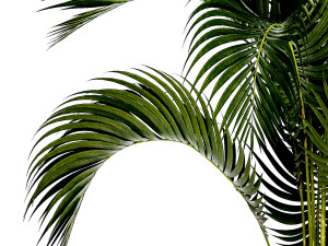 Small Lush Palm Tree In A White Modern Pot Howea 1441 3D 모델