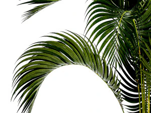 Small Lush Palm Tree In A White Modern Pot Howea 1441 3D Model