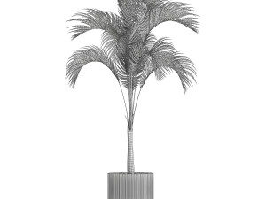 Small Lush Palm Tree In A White Modern Pot Howea 1441 3D 모델