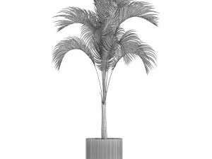 Small Lush Palm Tree In A White Modern Pot Howea 1441 3D Model