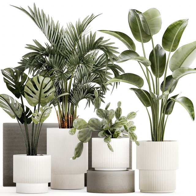 Plants white modern pot Monstera strelitzia cactus 1442 3Dモデル .c4d .max .obj .3ds .fbx .stl .blend 