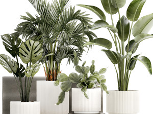 Plants white modern pot Monstera strelitzia cactus 1442 3D Model