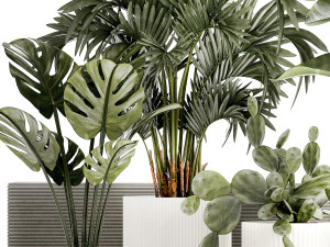 Plants white modern pot Monstera strelitzia cactus 1442 3Dモデル