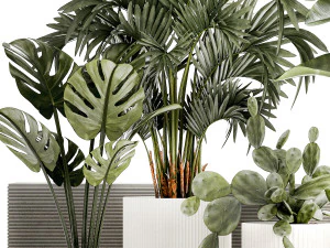 Plants white modern pot Monstera strelitzia cactus 1442 3D Model