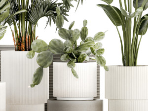 Plants white modern pot Monstera strelitzia cactus 1442 3Dモデル