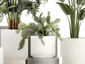 Plants white modern pot Monstera strelitzia cactus 1442 3D Model