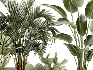 Plants white modern pot Monstera strelitzia cactus 1442 3Dモデル