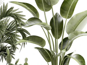 Plants white modern pot Monstera strelitzia cactus 1442 3D Model