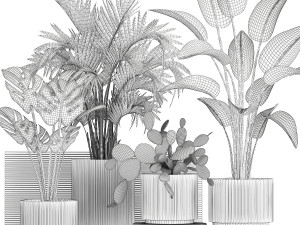Plants white modern pot Monstera strelitzia cactus 1442 3Dモデル