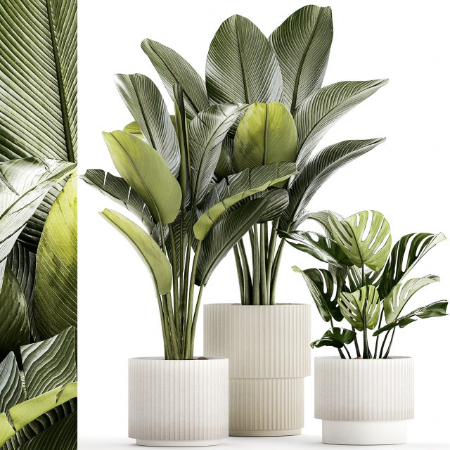 Set Of White Modern Potted Strelitzia Monstera 1443 Model 3D .c4d .max .obj .3ds .fbx .stl .blend 