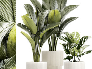 Set Of White Modern Potted Strelitzia Monstera 1443 3D Model