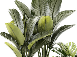 Set Of White Modern Potted Strelitzia Monstera 1443 Model 3D