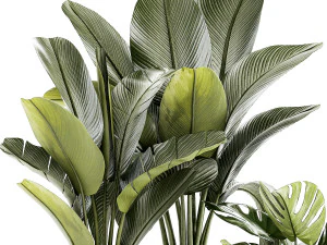 Conjunto de vasos brancos modernos Strelitzia Monstera 1443 Modelo 3D