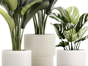 Set Of White Modern Potted Strelitzia Monstera 1443 Model 3D