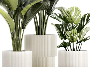 Conjunto de vasos brancos modernos Strelitzia Monstera 1443 Modelo 3D