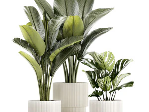 Conjunto de vasos brancos modernos Strelitzia Monstera 1443 Modelo 3D