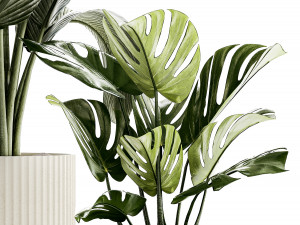 Set Of White Modern Potted Strelitzia Monstera 1443 Model 3D