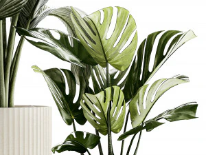 Conjunto de vasos brancos modernos Strelitzia Monstera 1443 Modelo 3D