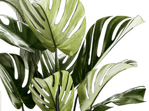 Set Of White Modern Potted Strelitzia Monstera 1443 Model 3D