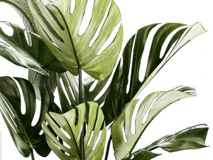 Conjunto de vasos brancos modernos Strelitzia Monstera 1443 Modelo 3D