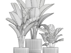 Set Of White Modern Potted Strelitzia Monstera 1443 Model 3D