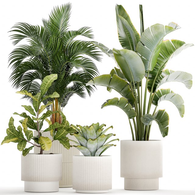 White potted plants Strelitzia Croton bromelia 1444 3D Model .c4d .max .obj .3ds .fbx .stl .blend 